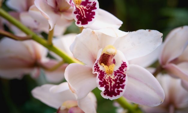 Hoe orchideeën goed verzorgen?