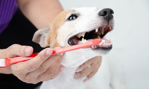 Ook je hond moet tanden poetsen!