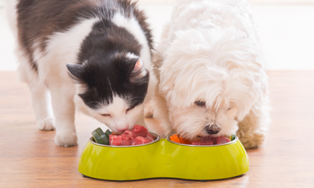 Welk voedsel om je huisdier gezond te houden?