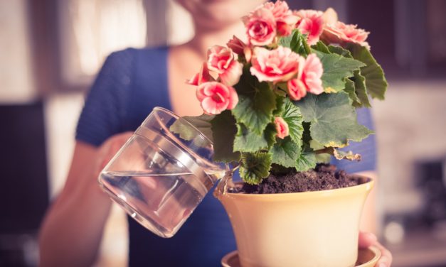 Hou je planten langer gezond met het juiste water