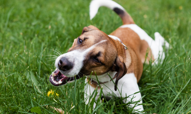 Is het normaal dat je hond gras eet?