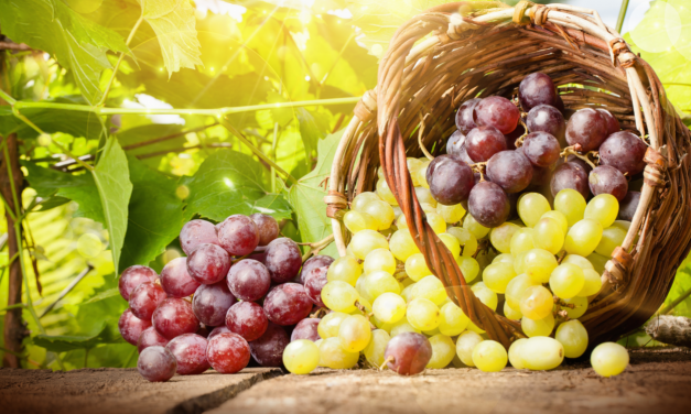 Hoe kun je dure druiven langer vers houden?