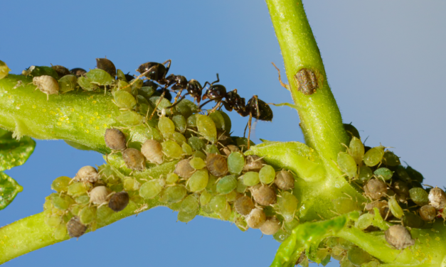 Hoe kan je bladluizen en mieren milieuvriendelijk bestrijden?