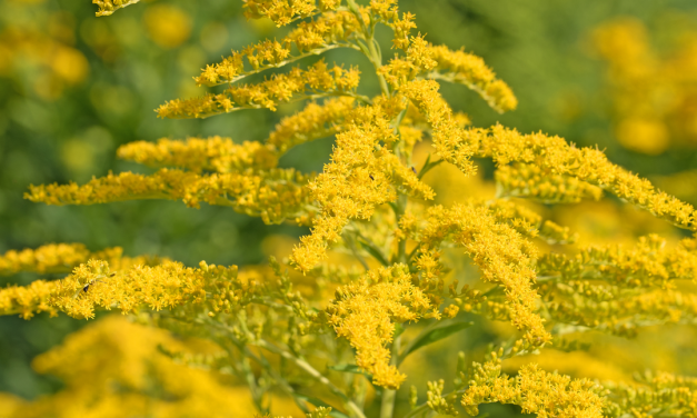 SOLIDAGO: natuurlijke heelmeester voor je nieren