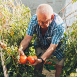<strong>Prostaatkanker voorkomen: meer tomaten eten!</strong>